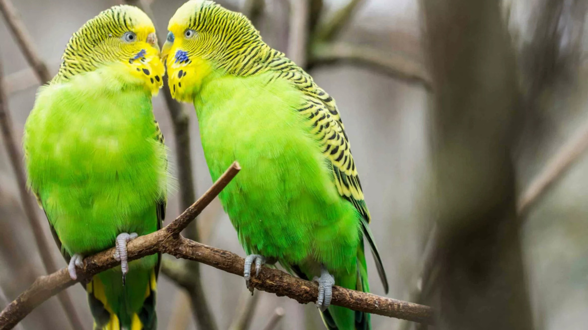 10 εντυπωσιακά facts για τα παπαγαλάκια budgie