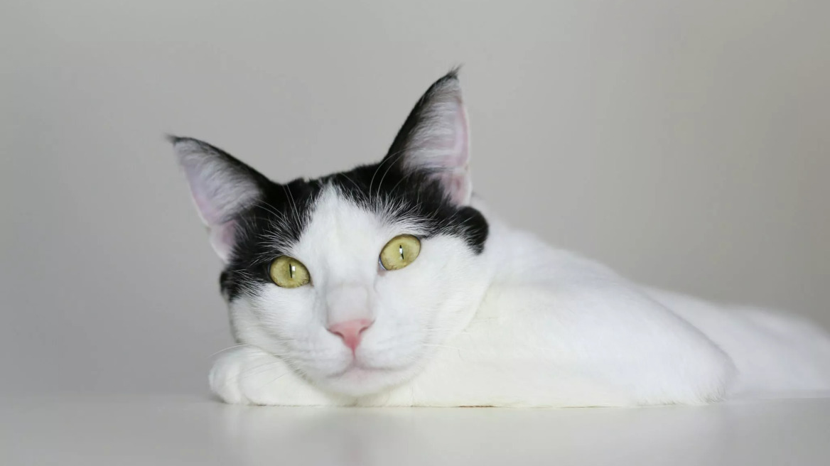 Το άσθμα στις γάτες: Συμπτώματα, διάγνωση και τρόποι αντιμετώπισης