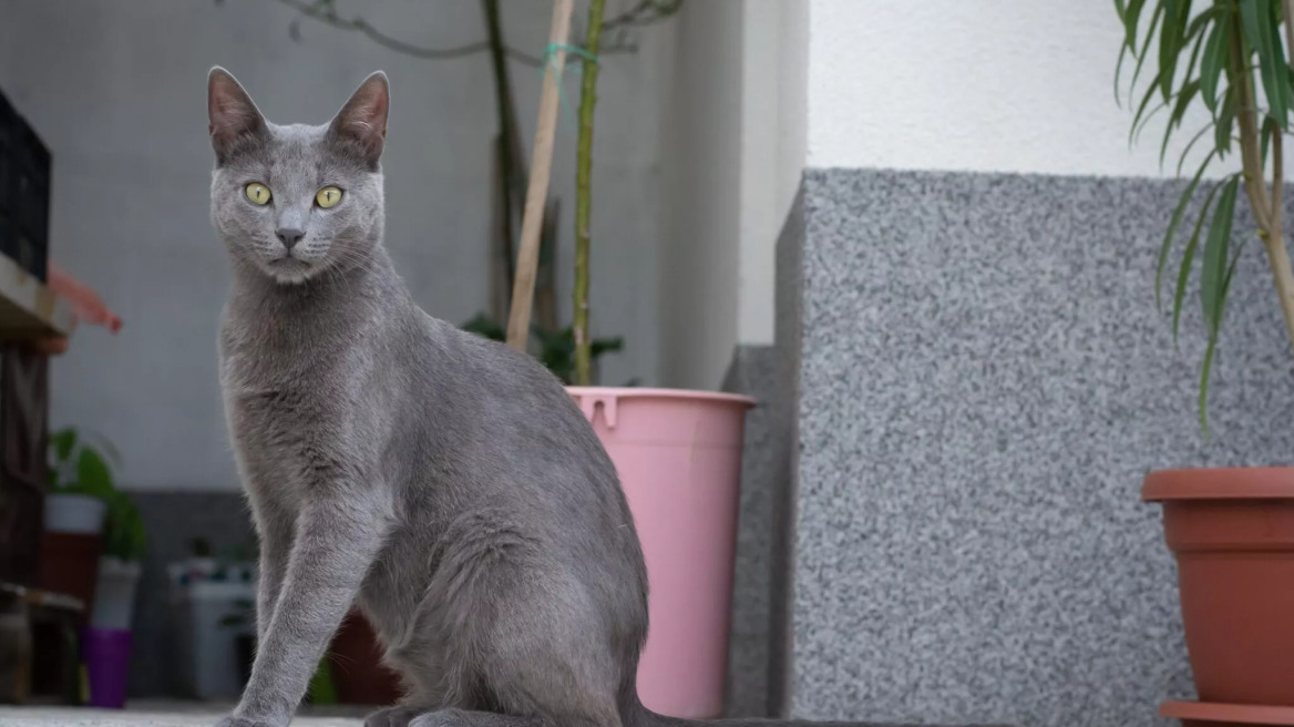 Οι λόγοι που η Ρωσική Μπλε γάτα είναι τόσο μοναδική