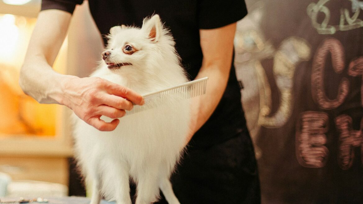 Ποιες ράτσες σκύλων μαδάνε λιγότερο και ποιες περισσότερο