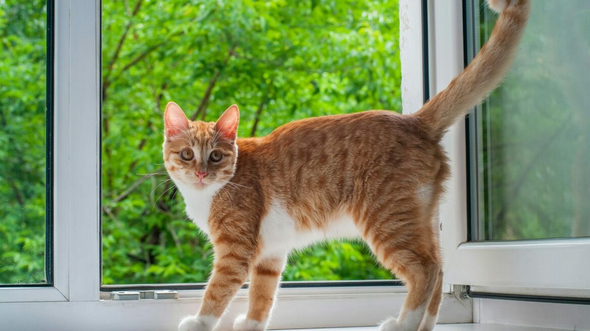 Σας κρατάει «μούτρα» η γάτα σας αφού γυρίσατε από διακοπές; Να γιατί