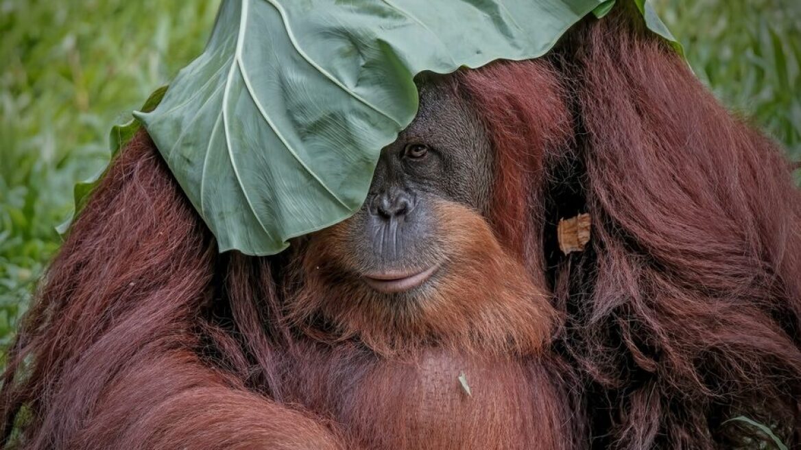 Παρατηρήθηκε ο πρώτος ουραγκοτάγκος που χρησιμοποίησε αυτοσχέδιο φάρμακο