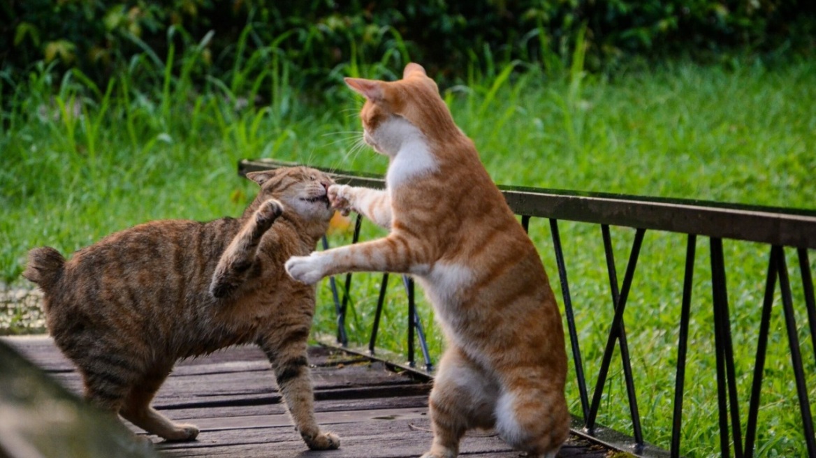 Πώς να κρατήσετε μακριά απ’ το σπίτι σας τις γάτες με ανθρωπιά