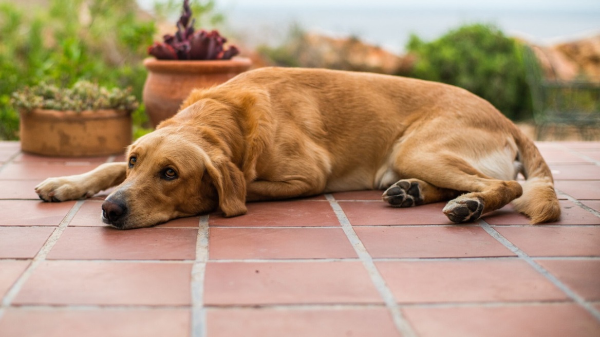 Τι πρέπει να κάνετε σε περίπτωση που ο σκύλος σας καταπιεί γυαλί