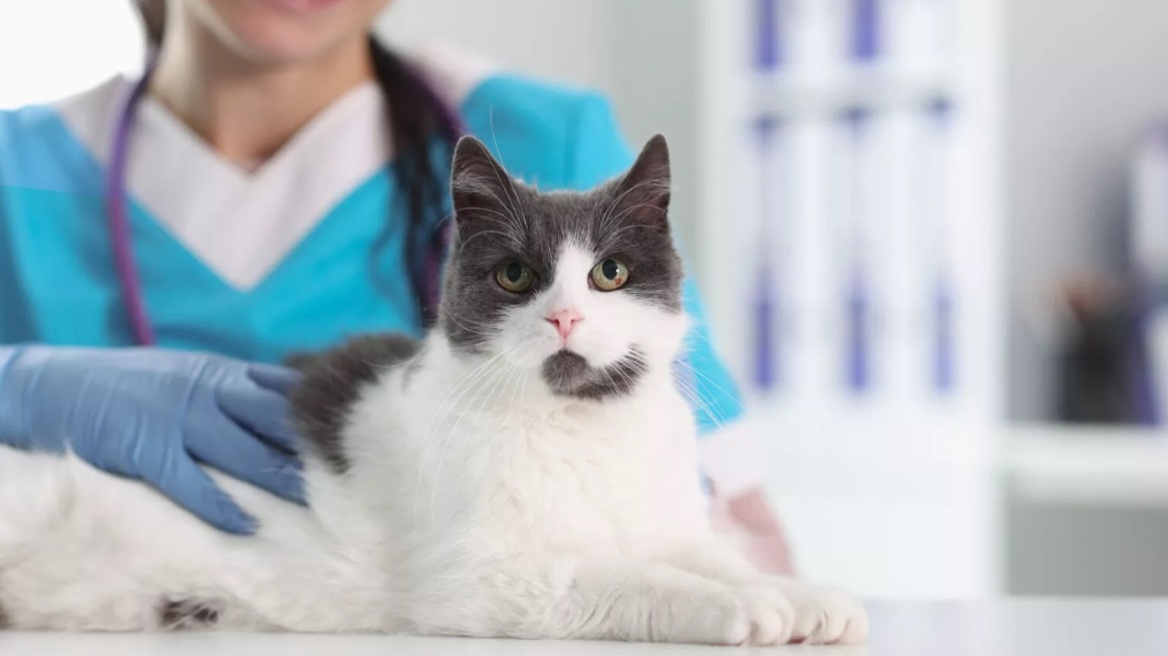 Παγκόσμια Ημέρα Νοσηλευτών: Ο σημαντικός τους ρόλος στη φροντίδα των ζώων συντροφιάς