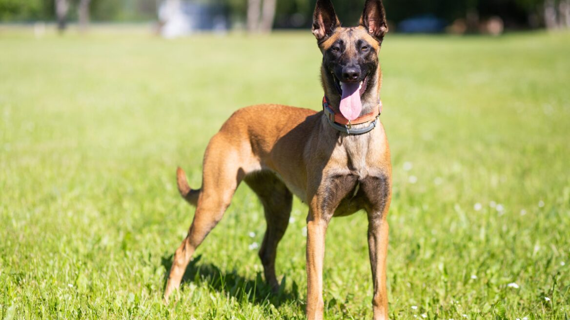 11 ενδιαφέρουσες πληροφορίες για τα πανέξυπνα και πιστά Μαλινουά