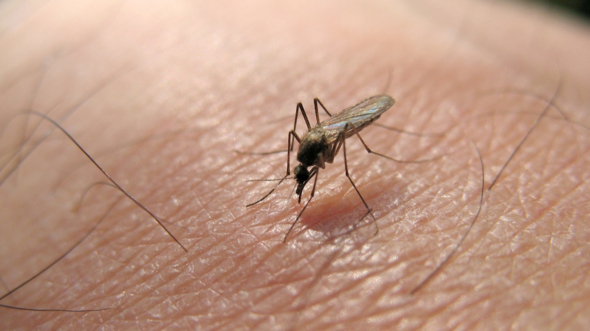 ΕΟΔΥ: Προσοχή στα κουνούπια και τον ιό του Δυτικού Νείλου – Τα μέτρα προφύλαξης