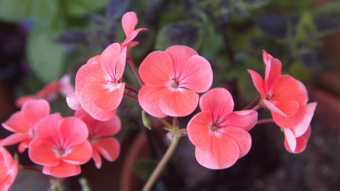 5 ανθισμένα φυτά που αξίζει να αποκτήσετε τον Μάιο