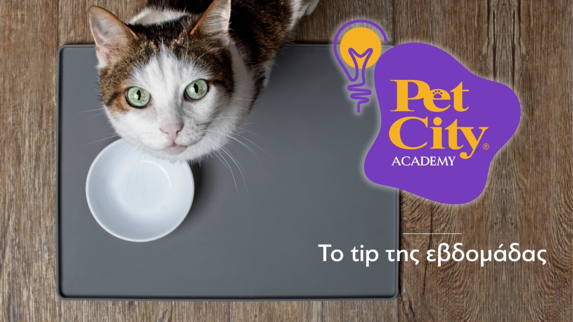 Όσα πρέπει να ξέρετε για την προσθήκη υγρής τροφής στη διατροφή της γάτας σας