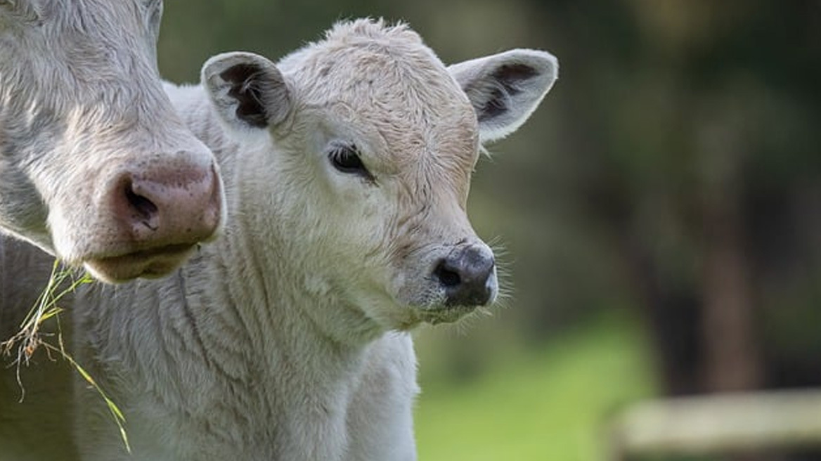 Φρίκη στη Νέα Ζηλανδία: Κτηνοτρόφος βίαζε τη σύζυγο και τη θετή κόρη του για χρόνια – Τον κατήγγειλαν και για κτηνοβασία με μοσχαράκια