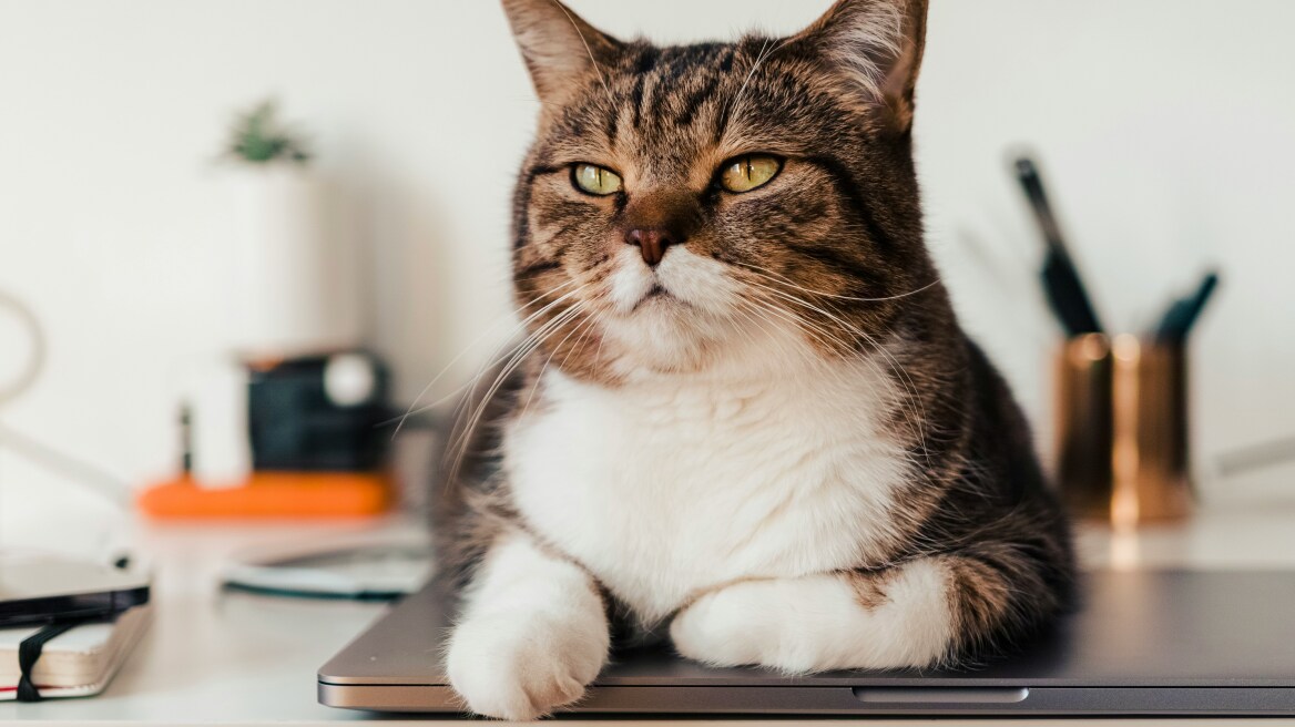 Απαντήσεις στις πιο συχνές ερωτήσεις για τα δόντια της γάτας