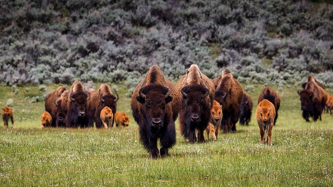 Βίσωνας – εκπομπές διοξειδίου του άνθρακα: Σημειώσατε 1
