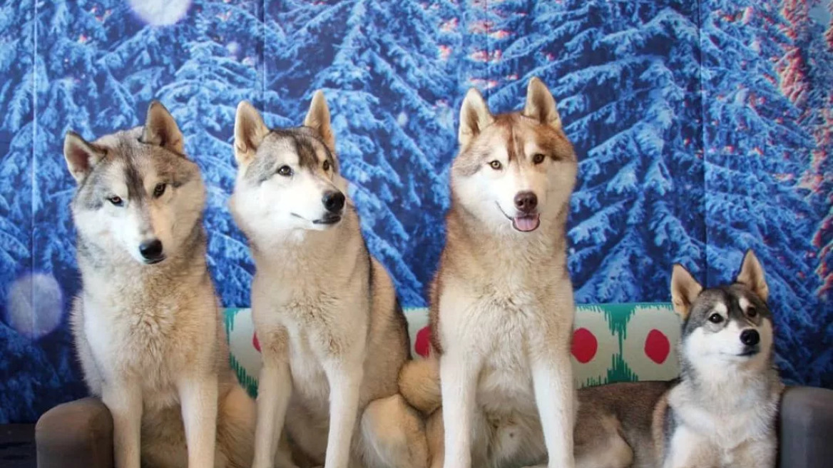 Σε ποια πόλη της Ευρώπης μπορείτε να πιείτε τον καφέ σας παρέα με 4 αξιολάτρευτα Xάσκι