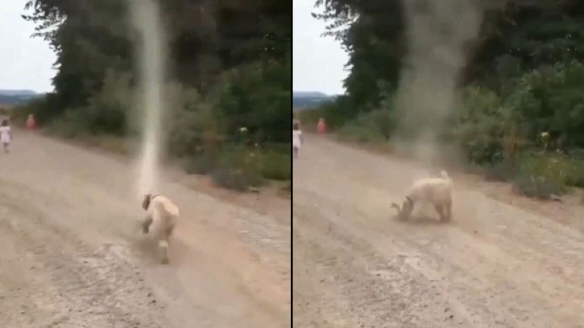 Ατρόμητος σκύλος σταμάτησε ανεμοστρόβιλο και έγινε viral (vid)
