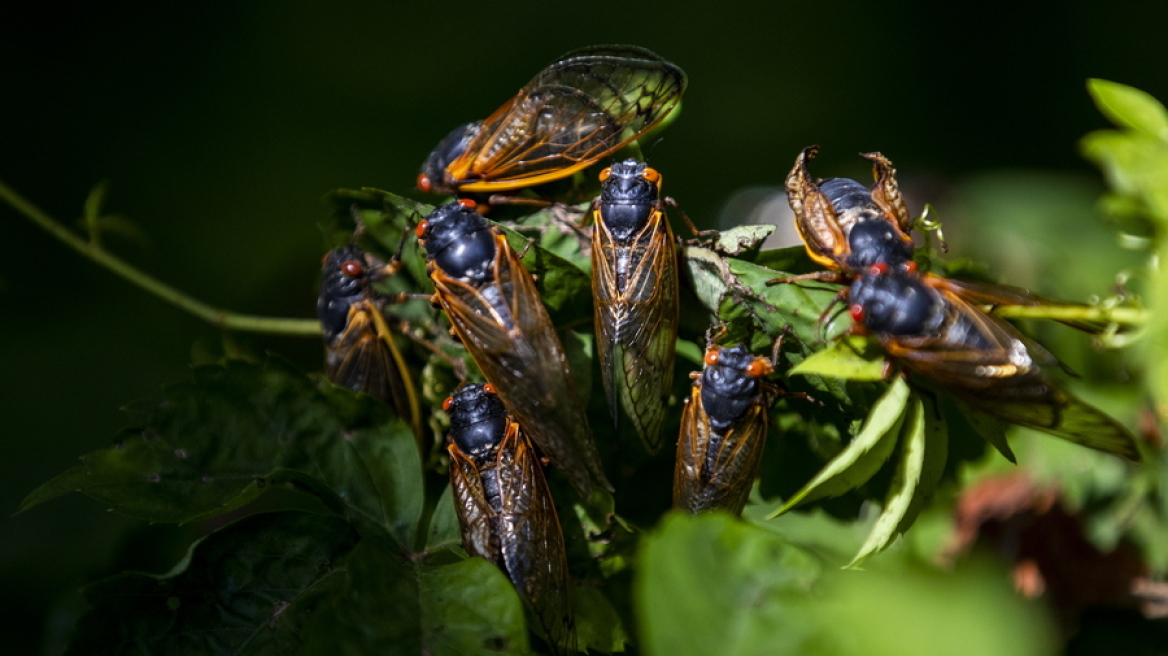 ΗΠΑ: Δυο γενιές τζιτζικιών θα ξυπνήσουν μαζί για πρώτη φορά από εδώ και 221 χρόνια