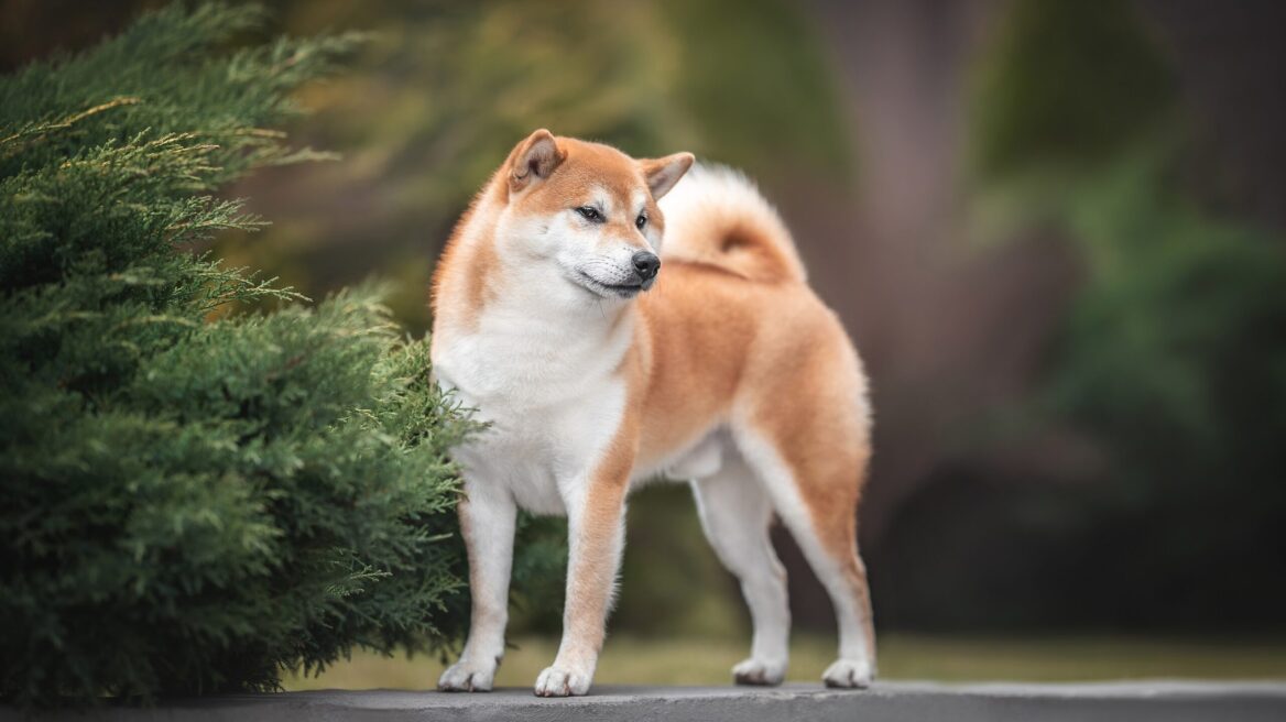 Shiba Inu: 9 άγνωστα πράγματα για τους υπέροχους σκύλους από την Ιαπωνία