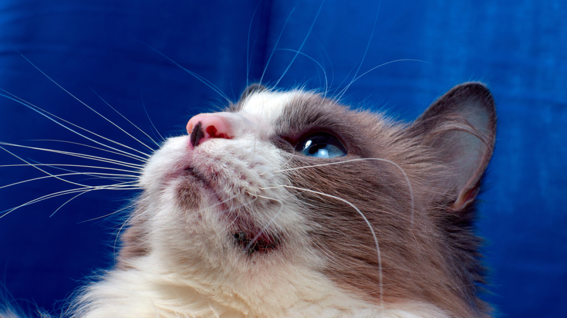 Γιατί ξύνεται η γάτα σας ή χάνει το τρίχωμά της – Κοινές δερματικές παθήσεις