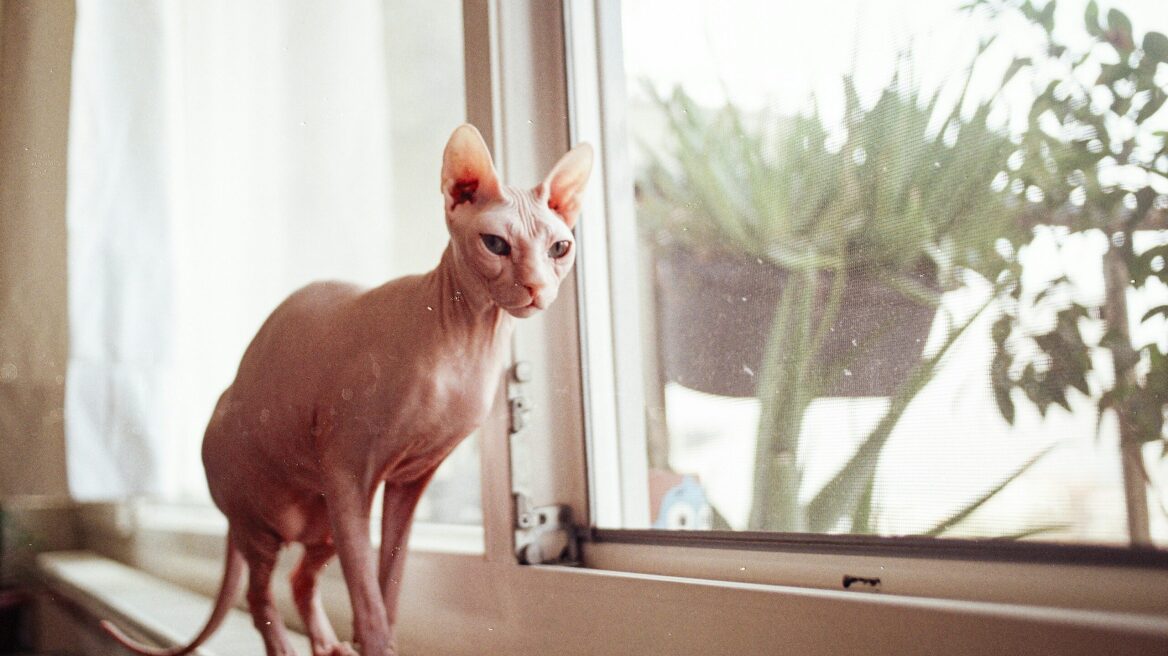 Πώς να φροντίσετε σωστά τη γάτα Sphynx σας
