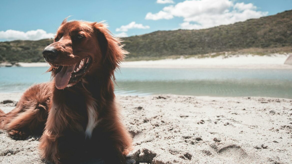 10 ενδιαφέρουσες αλήθειες για τα γοητευτικά Ιρλανδικά Σέττερ