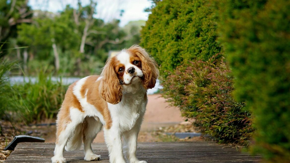 Cavalier King Charles Spaniel: Τα αγαπημένα σκυλιά των βασιλιάδων