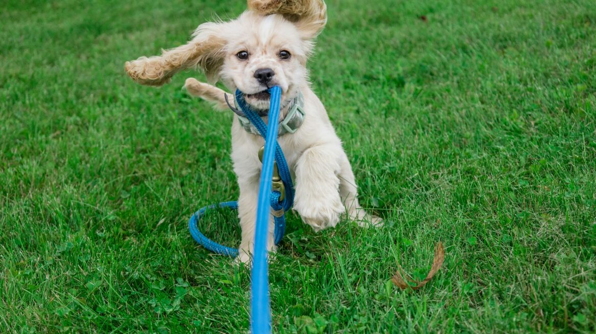 Πότε πρέπει ένα κουτάβι να αρχίσει να βγαίνει βόλτες