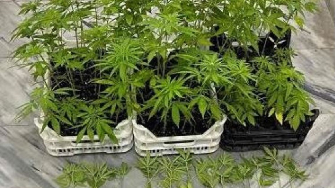 Πέλλα: Καλλιεργούσε χασισόδεντρα σε σπίτι και χωράφι