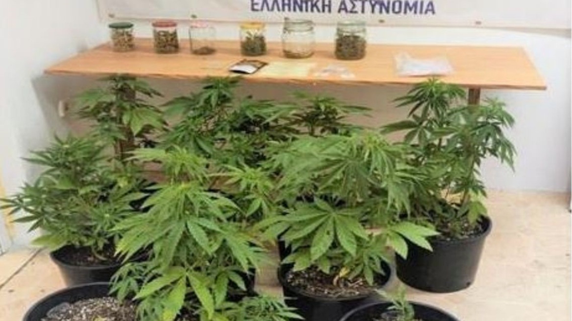 Ροδόπη: Τον έπιασαν να ποτίζει φυτεία με 12 χασισόδεντρα 