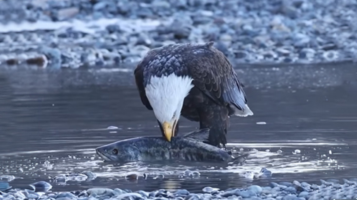 Η μοναδική στιγμή που αετός πιάνει το θήραμα του
