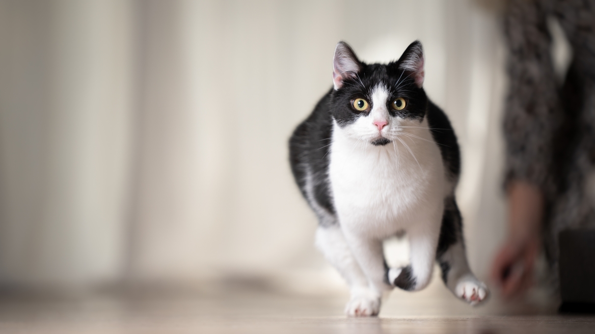 Γιατί οι γάτες παθαίνουν zoomies