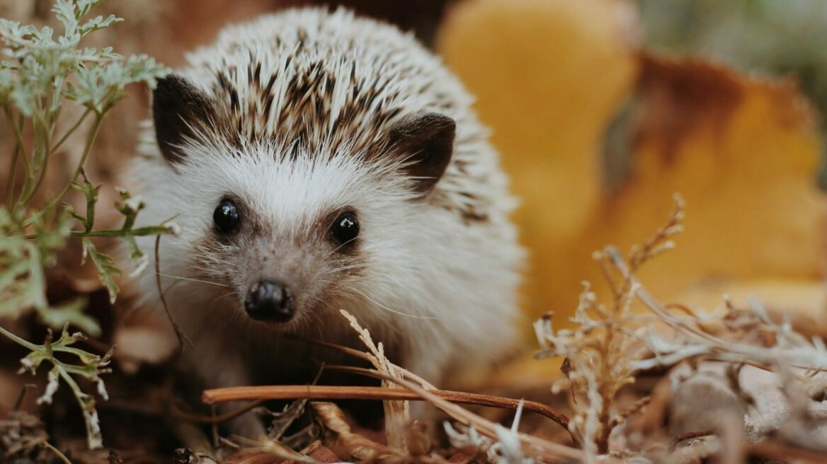 Όσα πρέπει να ξέρετε για τους σκαντζόχοιρους – Πώς να τους βοηθήσετε