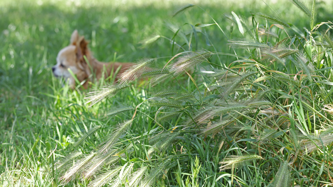 Άγανα: Τα κρυφά αγκάθια που απειλούν τους σκύλους το καλοκαίρι