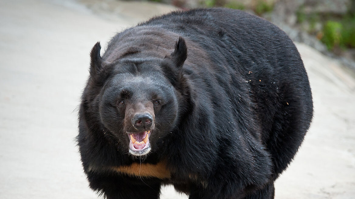 Καλιφόρνια: Αρκούδα επιτέθηκε σε γυναίκα στο σπίτι της και τη σκότωσε