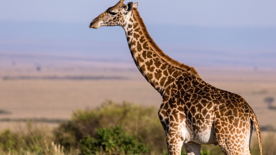 Η απίστευτη στιγμή που καμηλοπάρδαλη αρπάζει μωρό μέσα από αυτοκίνητο