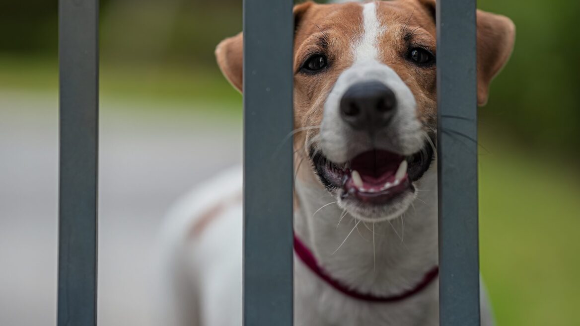 Πώς να περιορίσετε το υπερβολικό γάβγισμα του σκύλου σας