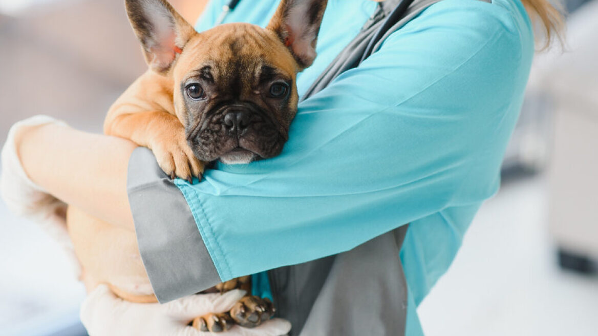 Αυτά τα 4 σημάδια δείχνουν ότι ο σκύλος σας πρέπει να στειρωθεί το συντομότερο δυνατό