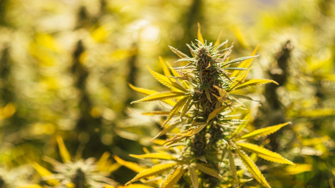 Διακινούσε κοκαΐνη αλλά καλλιεργούσε και χασισόδεντρα στην Κω