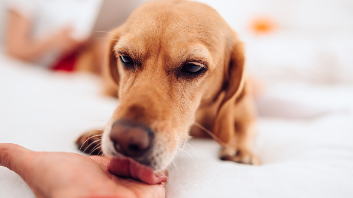 Το σάλιο του σκύλου είναι επουλωτικό: Μύθος ή αλήθεια;