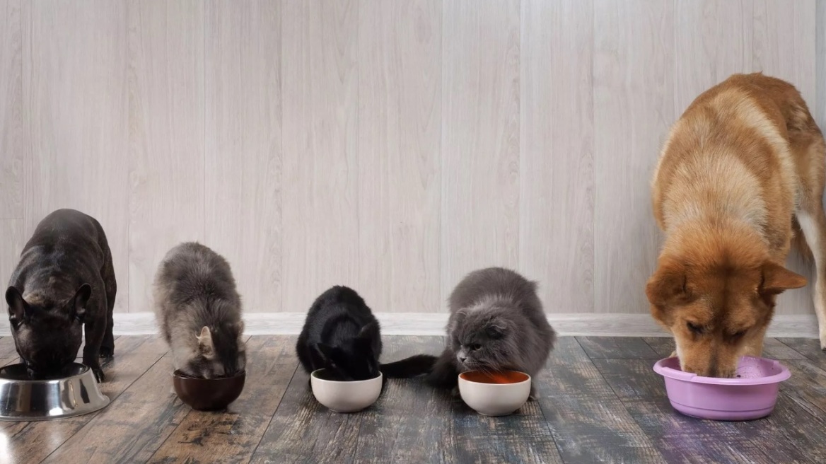 Πώς να ζήσετε με πολλά κατοικίδια στο σπίτι χωρίς προβλήματα