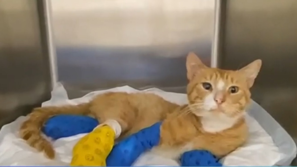 Θεσσαλονίκη: Γατάκι βρέθηκε με κομμένα τα τρία πόδια του - Ο ακρωτηριασμός έγινε από ανθρώπινο χέρι, λέει κτηνίατρος