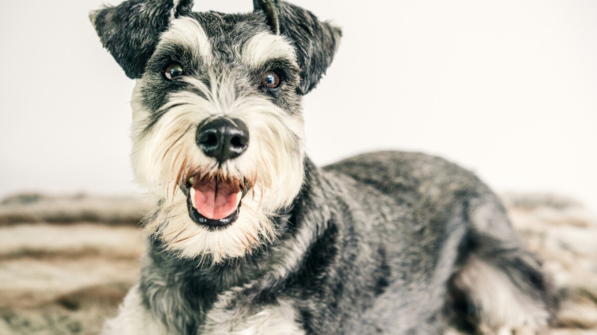 10 fun facts για τα πιστά και παιχνιδιάρικα Schnauzer