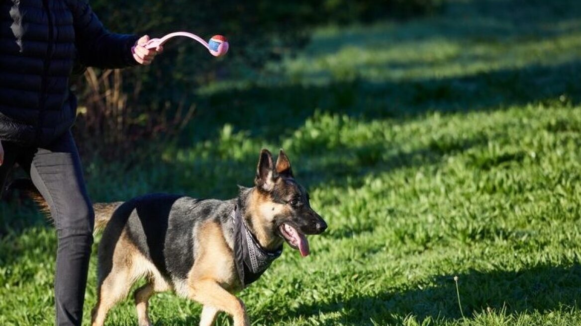 Πώς να εκπαιδεύσετε τον Γερμανικό Ποιμενικό σας