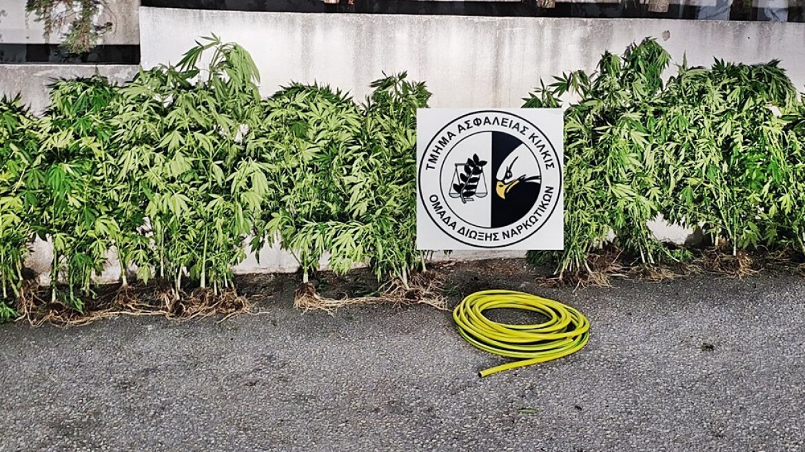 Κιλκίς: Έπιασαν με όπλο τον καλλιεργητή φυτείας με 70 χασισόδεντρα