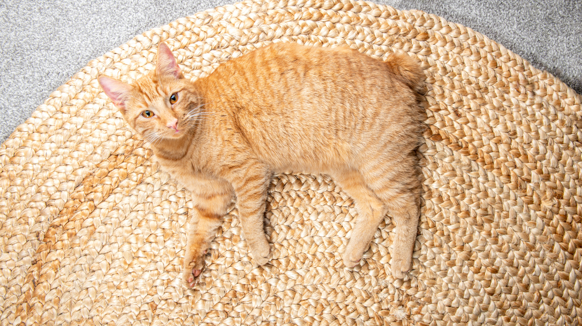 Μανξ: Ποιες είναι οι υπέροχες γάτες χωρίς ουρά