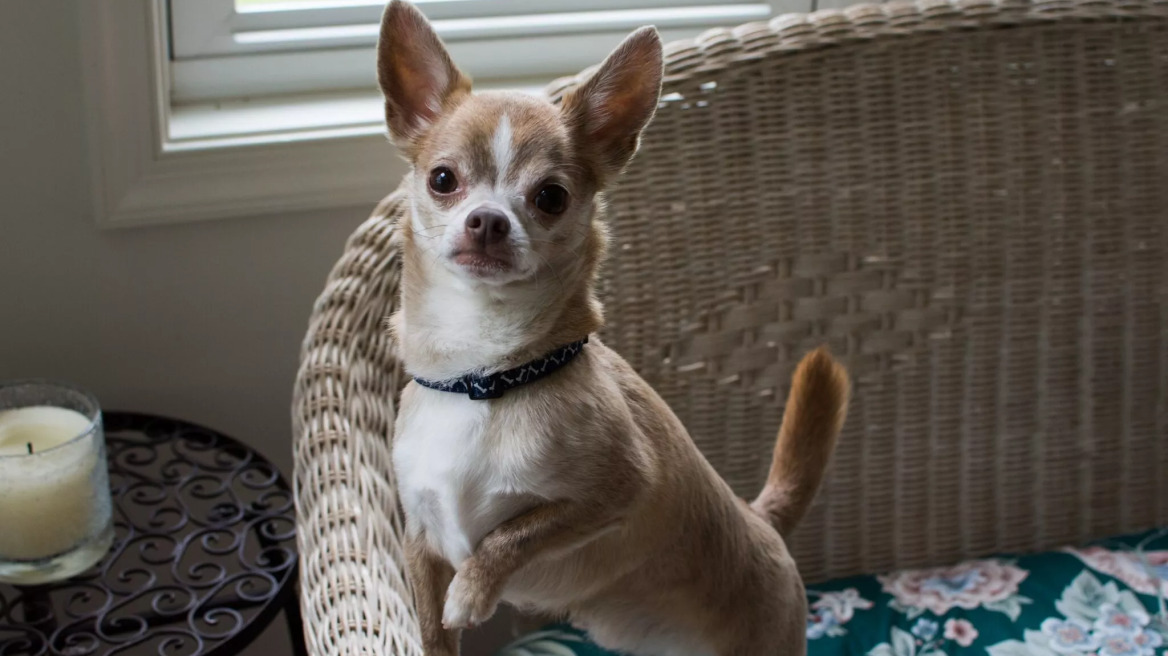 Οι 6 τύποι σκύλων της φυλής Tσιουάουα- Μάθετε για αυτούς