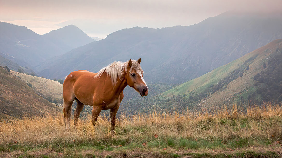 Θεσσαλονίκη: Άλογο δάγκωσε 9χρονο αγόρι σε σχολική εκδρομή - Συνελήφθη 53χρονη