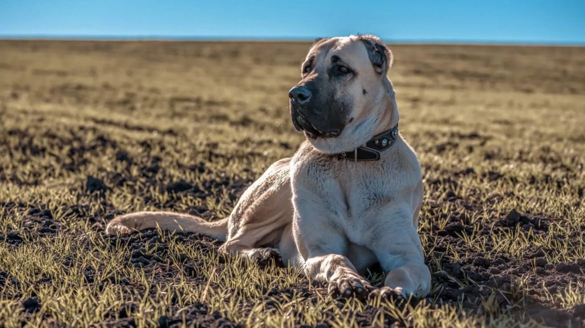 Αυτές είναι οι 8 φυλές σκύλων με το πιο δυνατό δάγκωμα