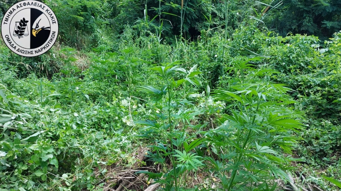 Κιλκίς: Συνελήφθη 66χρονος που καλλιεργούσε δενδρύλλια κάνναβης