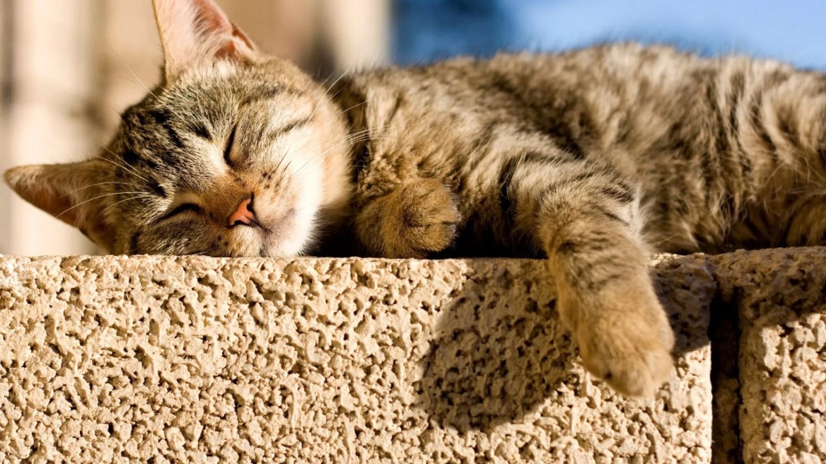 Πόσες ώρες κοιμούνται οι γάτες; Δείτε σε τι διαφέρει ο ύπνος τους από τον δικό μας