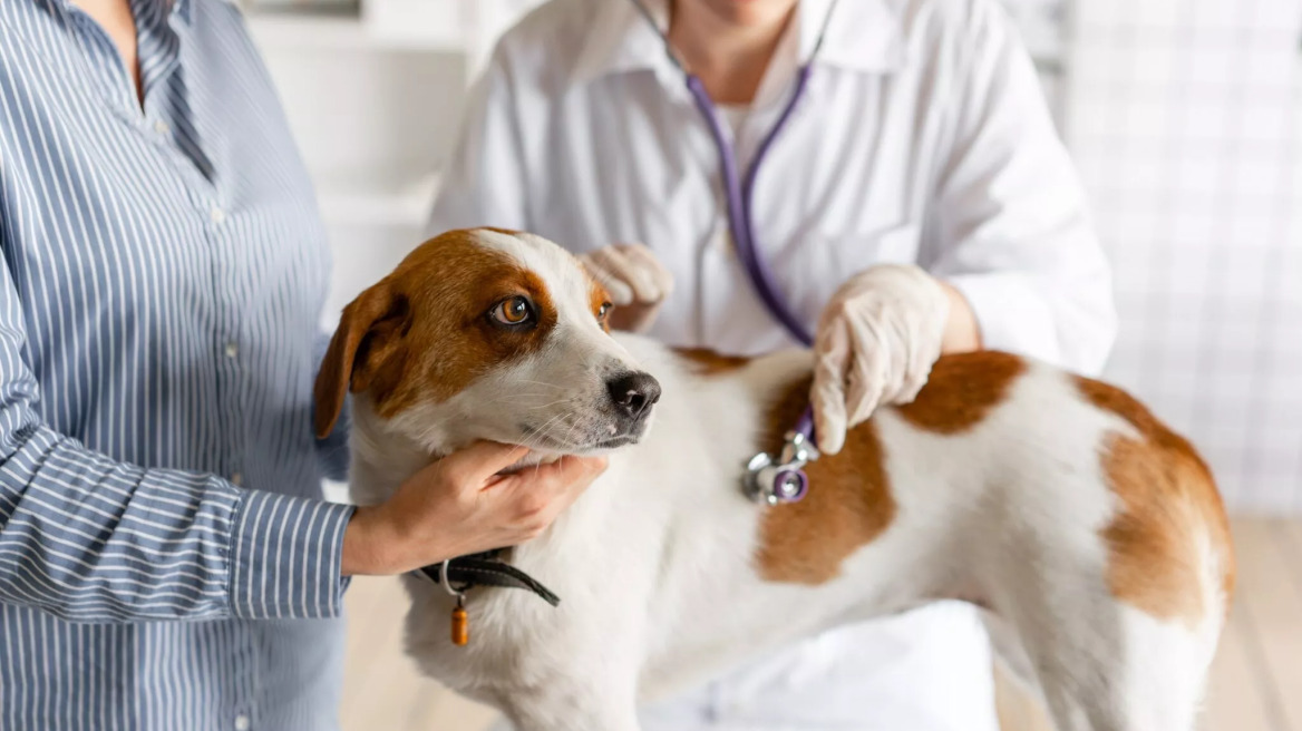 Πώς θα καταλάβετε αν το κατοικίδιό σας έχει πυρετό 