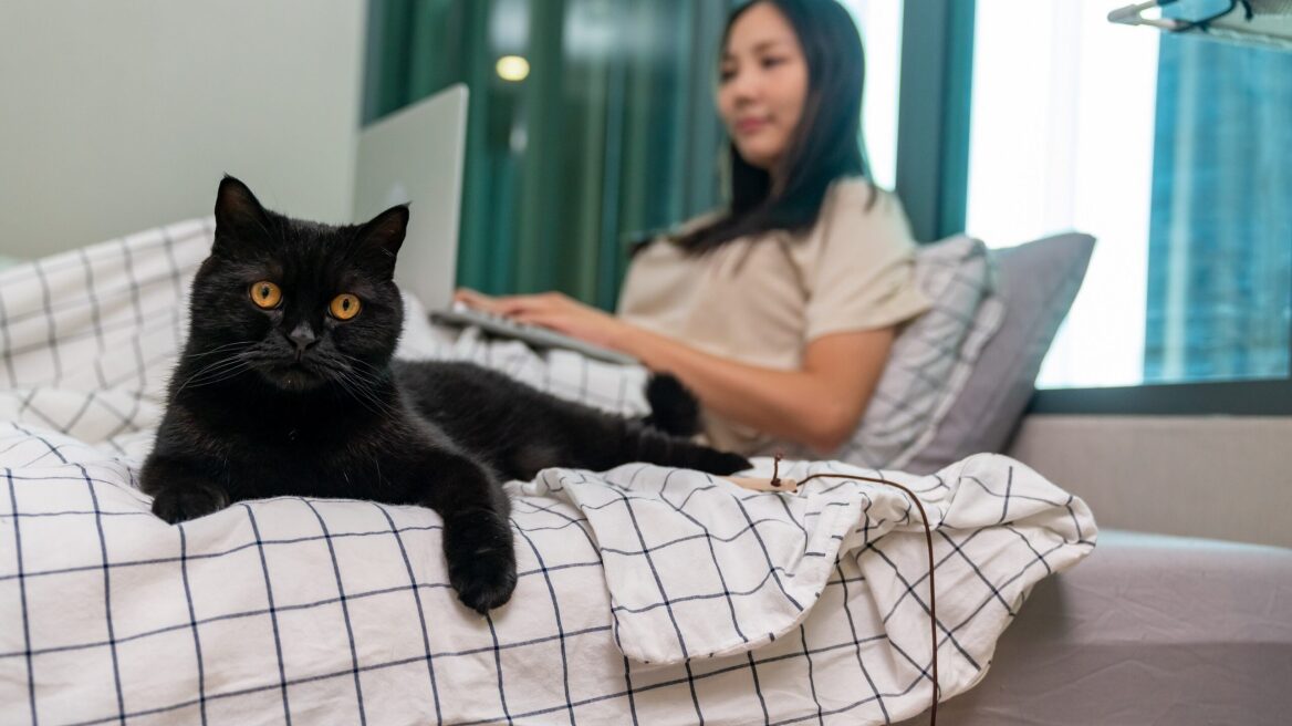 10 λόγοι για να σκεφτείτε σοβαρά να υιοθετήσετε μια μαύρη γάτα